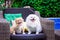 Dogs: Family Spitz, Two dogs parents centred