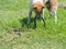 Dogs fight with snakes on the lawn.