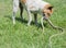 Dogs fight with snakes on outdoor lawns