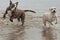 Dogs fighting on the beach