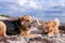 Dogs fighting on the beach