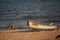 Dogs and Fishing Boat on the Beach