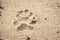 Dogs footprint on wet yellow beach sand