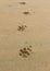 Dogs footprints