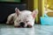 Dogs French Bulldogs. /Focus selection.