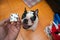 Dogs French Bulldogs /Focus selection