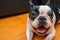 Dogs French Bulldogs /Focus selection