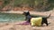 Dogs friends in t-shirt and cap rest on ocean pebble beach