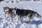 Dogs friendship play. Siberian husky dogs play on snow. Winter walk with pets.