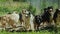 Dogs frolic behind an aviary net