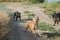 Dogs frolic on dirt road