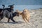 Dogs frolicking on the seashore