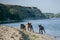 Dogs frolicking on the seashore. Three Rottweiler puppies in pursuit of a red mixed breed dog