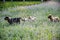 The dogs in Grass of farm