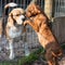 Dogs greeting