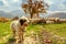 Dogs guard the sheep on the mountain pasture