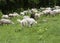 Dogs guard the sheep on the pasture photo