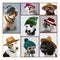Dogs with hats