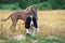 Dogs at a haystack