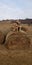 Dogs on a haystack