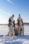 Dogs Howling. Two Siberian husky dogs sit on the snow on Sunny winter day and sing.