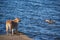 Dogs hunting ducks, retrieving on water and land