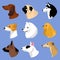 Dogs icons in flat style. Vector set of Dachshund, Husky and other breeds.