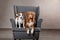 Dogs Jack Russell Terrier and Dog Nova Scotia Duck Tolling Retriever