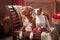 Dogs Jack Russell Terrier and Dog Nova Scotia Duck Tolling Retriever portrait dog lying on a chair in the studio