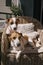 dogs Jack Russell terriers sitting on cane-chair at sunny balcony terrace attentively looking waiting for lunch.