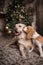 Dogs are kissing at Home stylish festive atmosphere
