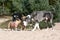 Dogs like merle colored Great Dane and small fawn French Bulldog meeting up at a dog park