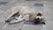 Dogs living on the street, a dog on the street is lying on the pavement, a stray dog is sleeping, a large stray dog