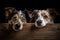 dogs looking out of a wooden box, isolated on black background, Cute dogs peeking over a wooden board, AI Generated