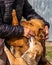 The dogs meet their mistress, who has returned home. Dogs hug a woman, showing their joy