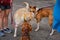 Dogs meeting each other on a walk in the park