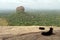 Dogs and monkeys enjoying Sigiriya - The Lion Rock-, as seen fro