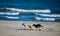 Dogs on Montrose Dog Beach