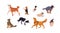 Dogs in motion set. Different canine breeds. Obedient doggies, puppies. Active hounds, corgi, akita inu, border collie