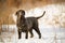 Dogs Neapolitan mastiff