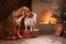Dogs Nova Scotia Duck Tolling Retriever and Jack Russell Terrier Christmas, new year, holidays and celebration