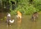 Dogs observing water left behind by hurricane irma at a horse farm in ocala