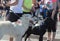 Dogs and owners at marathon start