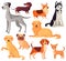 Dogs pets character. Labrador dog, golden retriever and husky. Cartoon vector isolated illustration set