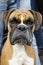 Dogs Photos - Boxer