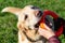 Dogs play with ball and ring. Labrador.