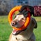 Dogs play with ball and ring. Labrador.