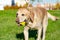 Dogs play with ball and ring. Labrador.