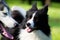 Dogs play with each other. Border Collie. Merry fuss.