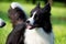 Dogs play with each other. Border Collie. Merry fuss.